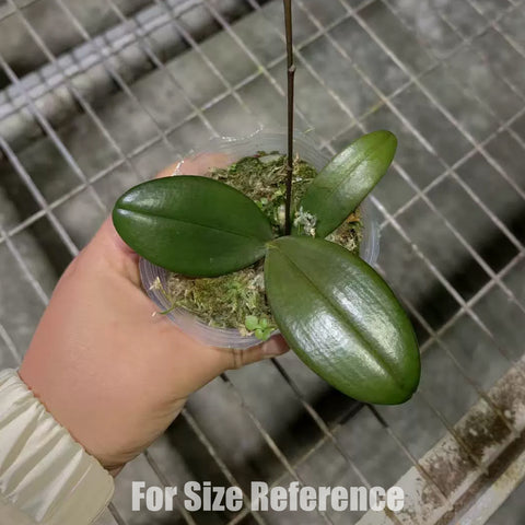 [Bare-root] Phal. Venus ( lindenii x equestris) [April preorder 26]