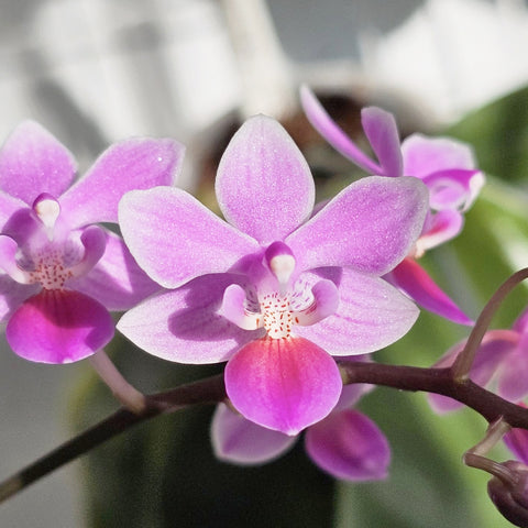 [Bare-root] Phal. Venus ( lindenii x equestris) [April preorder 26]