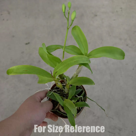 Caulocattleya Chantilly Lace "Twinkle" 卡特蘭閃燃