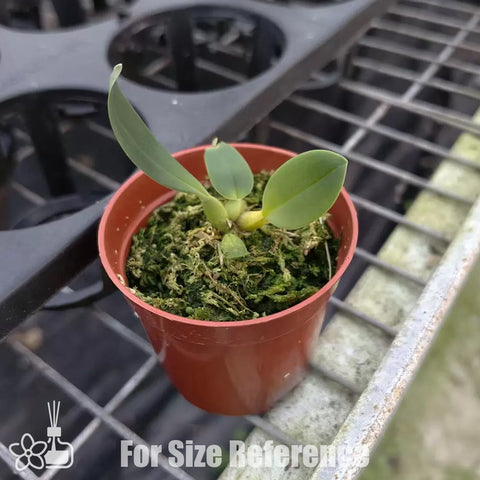 [Bare-root] Bulbophyllum echinolabium [April preorder 26]