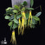 [Bare-root] Bulb. thiurum 黃絲帶豆蘭 [April preorder 26]