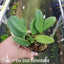 [Bare-root] Bulb. thiurum 黃絲帶豆蘭 [April preorder 26]
