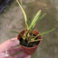 [Bare-root] Diplocaulobium. pulvillferum 新幾內亞哈密瓜蘭 [April preorder 26]