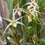 [Bare-root] Diplocaulobium. pulvillferum 新幾內亞哈密瓜蘭 [April preorder 26]