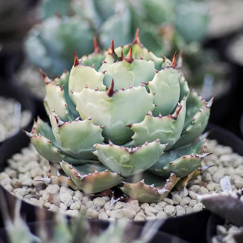 [Bare-root] Agave isthmensis 甲蟹龍舌蘭 [Preorder]