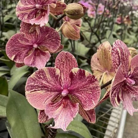 [Bare-root] Phal. Kingcar Marble [May in stock]