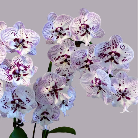 [Bare-root] Phal. Allura 'Spitfire' 再見螢火蟲  [May in stock]