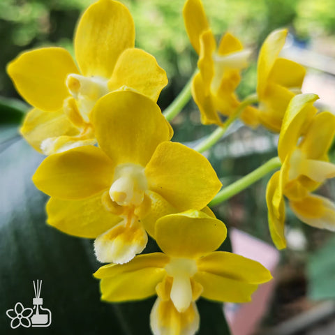 [Bare-root] Phal. Lioulin L Stars 柳林小星星 [May in stock]