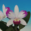[Bare-root] #Mini Cat# Cattleya. Haw Yuan Angel ‘Little Beauty’ 小美人 [May in stock]
