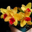 [Bare-root] #Mini Cat# Sc. Seagulls Beaulugueen 'CT-Hui Ya' 蕙雅 [May in stock]