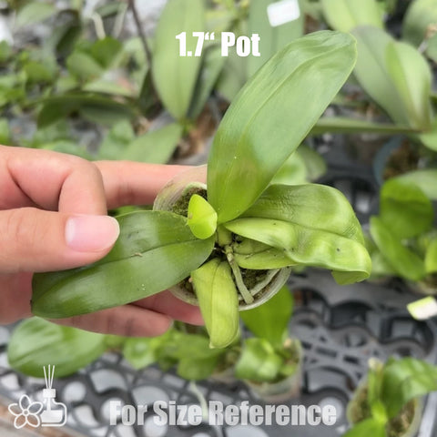 [Bare-root] Phal. Mituo Purple Dragon 'Phalanx' 彌陀紫龍方正 [NBS][May in stock]