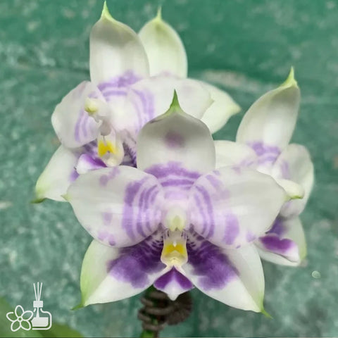 [Bare-root] Phal. Mituo Purple Dragon 'Phalanx' 彌陀紫龍方正 [NBS][May in stock]