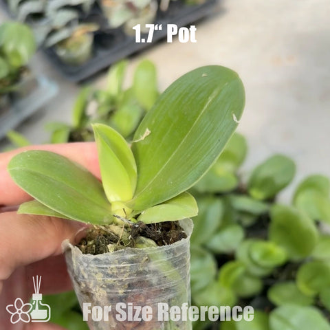 [Bare-root] Phal. Mituo Purple Dragon 'Blue Whale' x 'Phalanx'  彌陀藍鯨 x 紫龍方正 [NBS][May in stock]