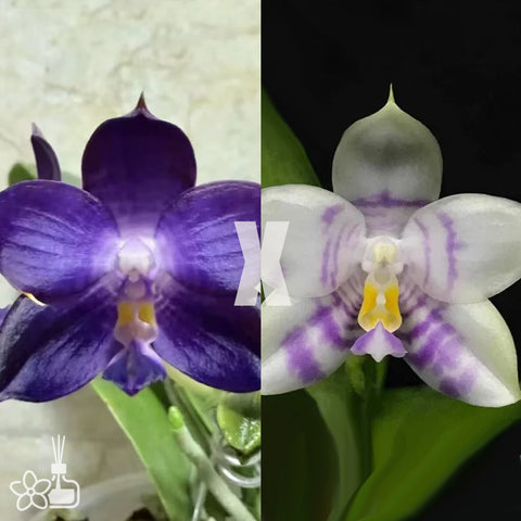 [Bare-root] Phal. Mituo Purple Dragon 'Blue Whale' x 'Phalanx'  彌陀藍鯨 x 紫龍方正 [NBS][May in stock]