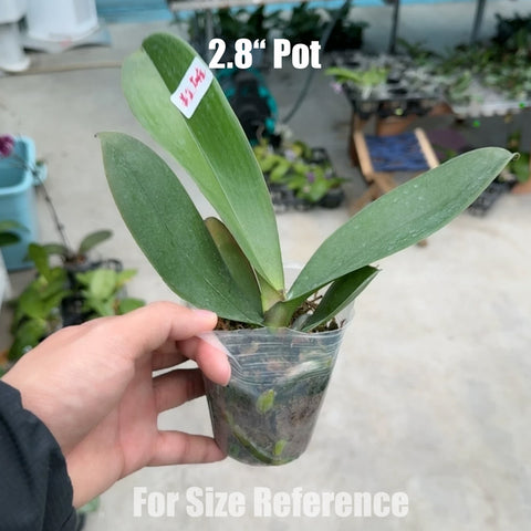 [Bare-root] #Big Lip# Phal. Mango Guzelligi [May in stock]