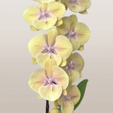 [Bare-root] #Big Lip# Phal. Mango Guzelligi [May in stock]
