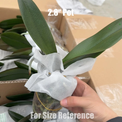 [Bare-root] Phal. Anthura Bologna [May in stock]