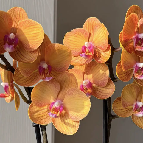 [Bare-root] Phal. Anthura Bologna [May in stock]