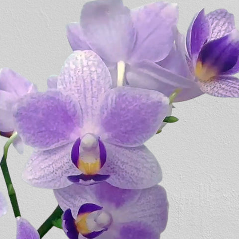 [Bare-root] Phal. Blue  Sparrow 藍雀 [May in stock]
