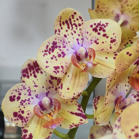 [Bare-root] Phal. Strawberry Cake [May in stock]