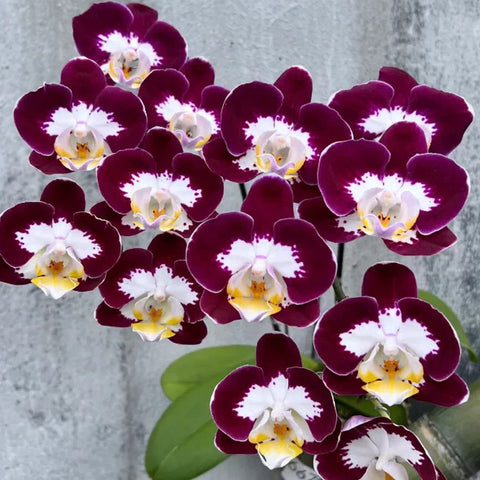 [Bare-root] Phal. Chaoqun Gemini [May in stock]