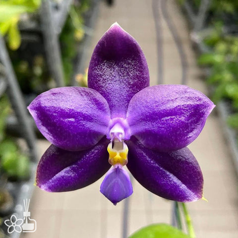 [Bare-root] Phal. Luedde-Violacea ‘Black Spade’ 永利黑桃 [May in Stock]