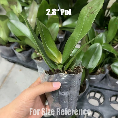 [Bare-root] Phal. Beautiful Blossom [May in stock]