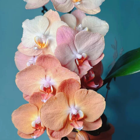 [Bare-root] Phal. Beautiful Blossom [May in stock]
