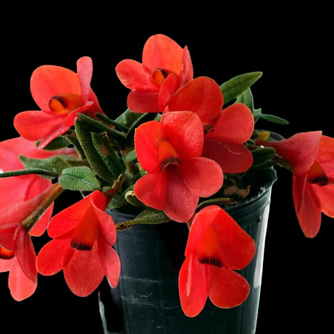 [Bare-root] Dendrobium cuthbertsonii f. red [May Ecu Preorder]