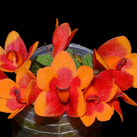 [Bare-root] Dendrobium cuthbertsonii var Pepe [May Ecu Preorder]