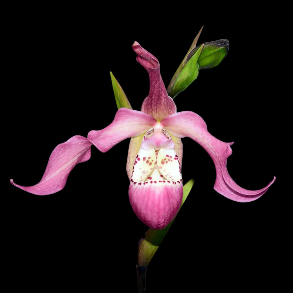 [Bare-root] Phrag. Wayne Riggs [May Ecu Preorder] – Orchidmart