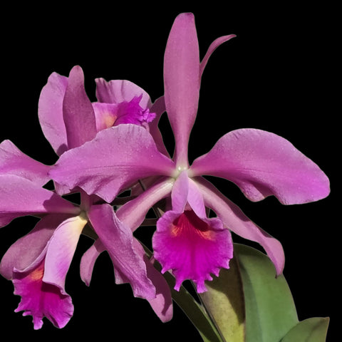 [Bare-root] Cattleya Lucia Fernandez [May Ecu Preorder]