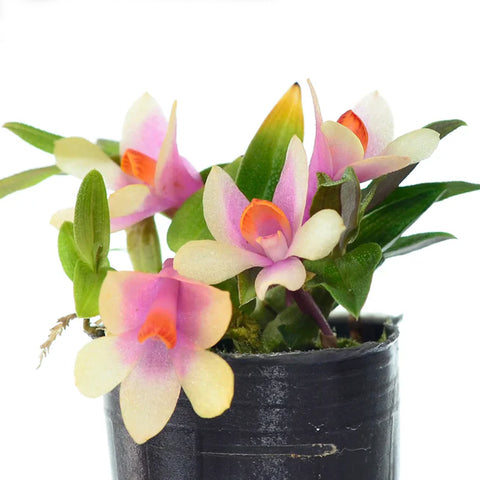 [Bare-root] Dendrobium Ecuagenera Rainbow [May Ecu Preorder]