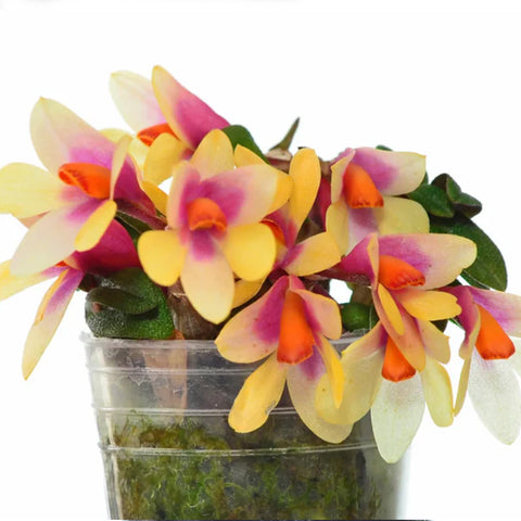 [Bare-root] Dendrobium Nagomi yellow light red [May Ecu Preorder]