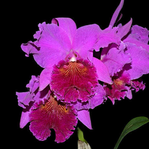 [Bare-root] Cattleya Alliance #Rlc. Nakagami Grace [May Ecu Preorder]