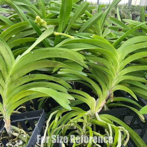 [Bare-root] Vanda coerulea, blue flowers x sib [May Preorder 26]