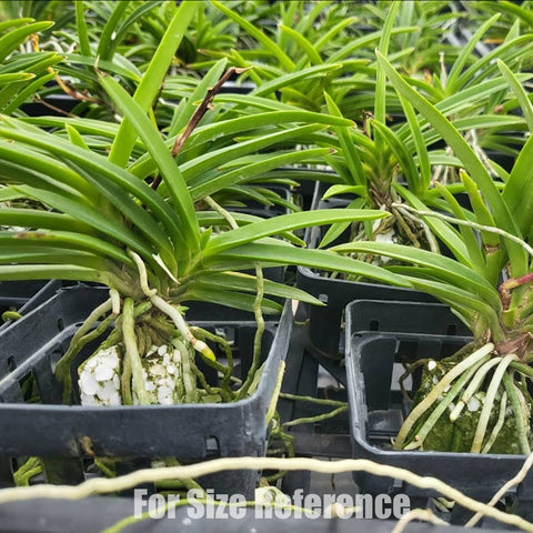 [Bare-root] Vanda Baby Angel x falcata [May Preorder 26]