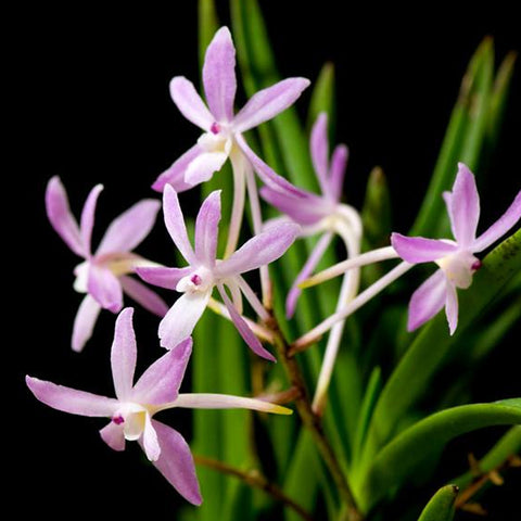 [Bare-root] Vanda Baby Angel x falcata [May Preorder 26]