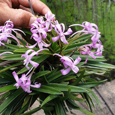 [Bare-root] V. falcata x Van. Charm 'Fujihime' [May Preorder 26]