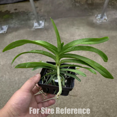 [Bare-root] Vanda denisoniana [May Preorder 26]