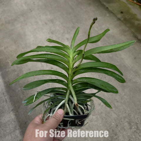 [Bare-root] Vanda Violeta [May Preorder 26]