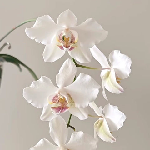 [Bare-root] Phal. Ariadne (stuartiana xaphrodite) [May Preorder 26]