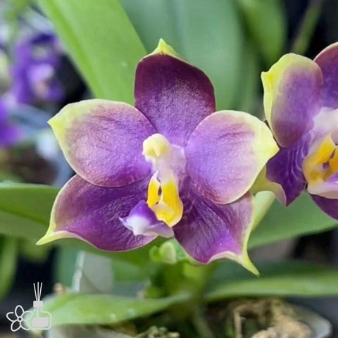 [Bare-root] Phal. Mituo Purple Dragon '277' 紫龍277  [May Preorder 26]