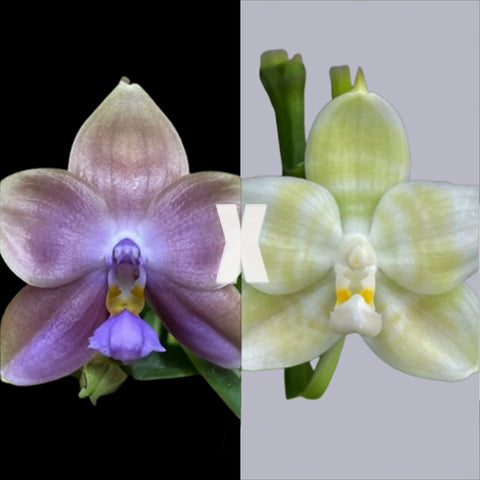 [Bare-root] Phal. Yin's Romantic Indigo x Mituo Purple Tiger [May Preorder 26]