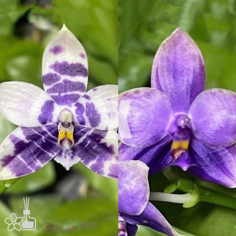 [Bare-root] Phal. LL Blue Magpie x Penang Jewel [May Preorder 26]