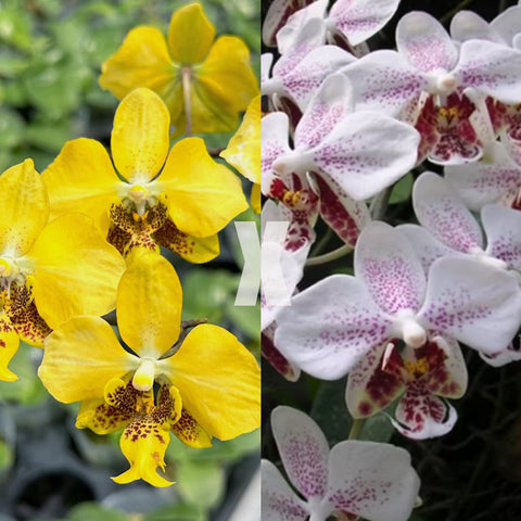 [Bare-root] Phal. stuartiana ( nobilis' JM111-3' x stuartiana 'George Vasquez' ) [May Preorder 26]