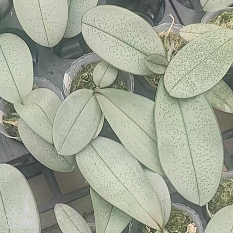[Bare-root] Phal. schilleriana x amabilis 'Irian Jaya' [May Preorder 26]