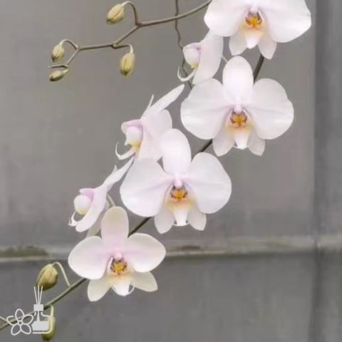 [Bare-root] Phal. schilleriana x amabilis 'Irian Jaya' [May Preorder 26]