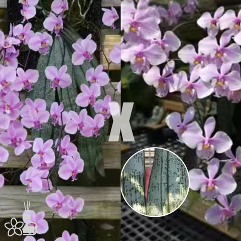 [Bare-root] Phal. schilleriana 'BT360' ('ID' TKB x 'Flowing Silver' ) 大樹BT360 (TKB x流水銀) [May Preorder 26]