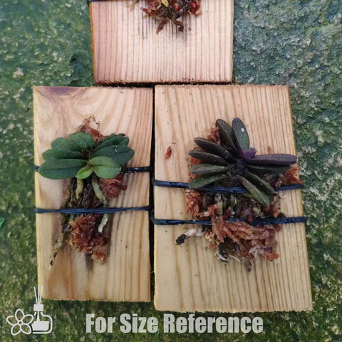 [Bare-root] Schoenorchis tixieri 圓葉匙唇蘭 [May Preorder 26]